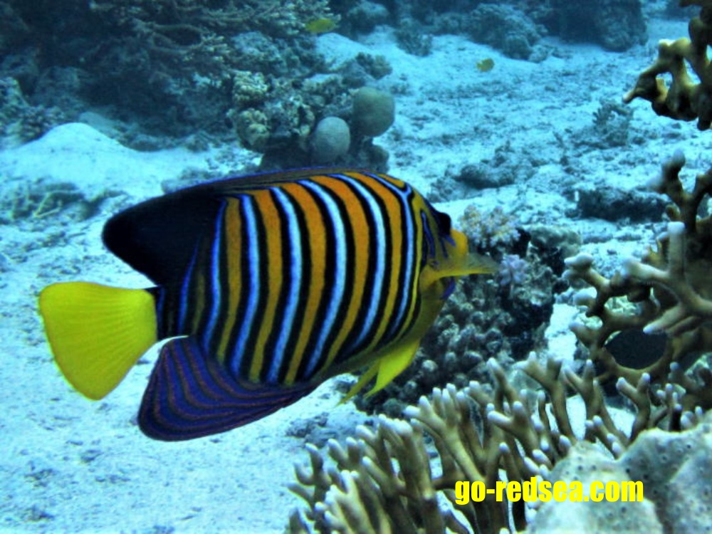 Royal Angelfish
